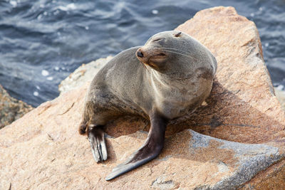 High angle view of sea lion on rock