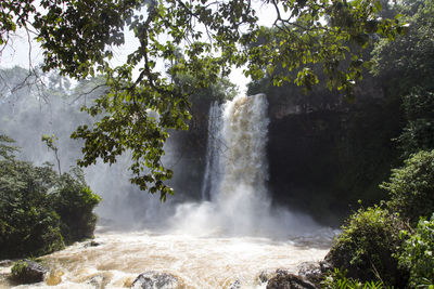 Scenic view of waterfall in forest