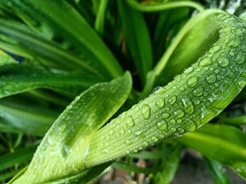 Close-up of wet plant leaves during rainy season