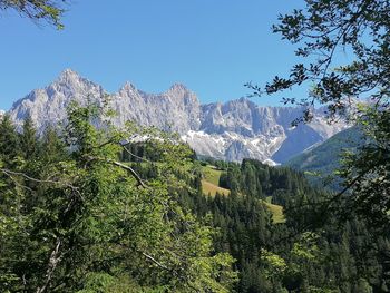 Plants growing on mountain against sky