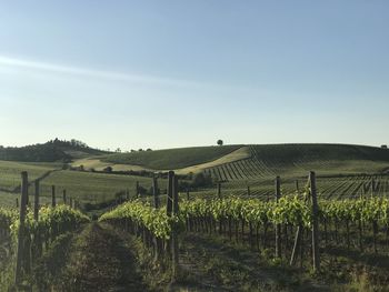 Scenic view of vineyard against sky