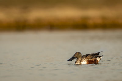 Bird swimming in a lake