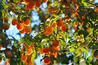 Low angle view of fruits growing on tree