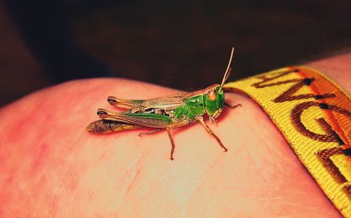 Close-up of insect on leaf