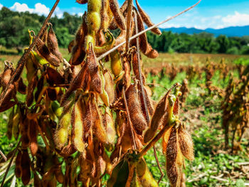 Close-up of crops growing on field