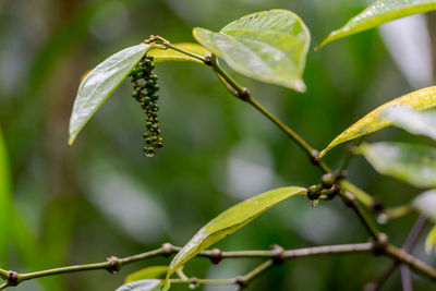 Close-up of insect on plant