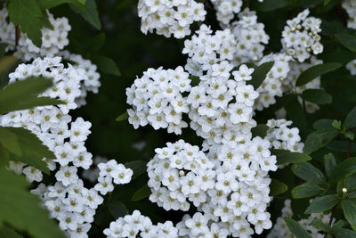 Close-up of white flowering plant