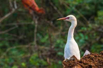 Close-up of bird