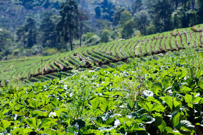 Plants growing on field