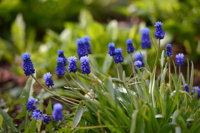 Close-up of purple flowers growing in field