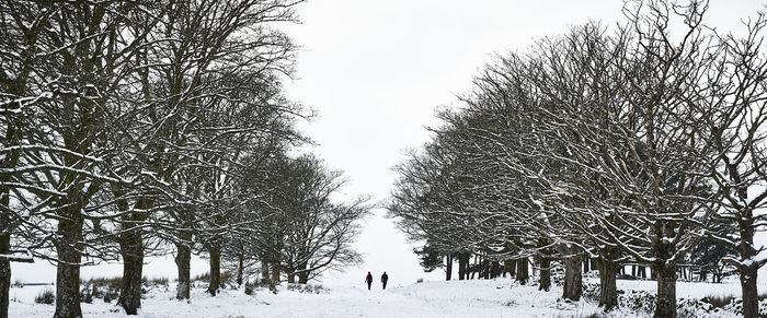 Trees on snow covered field against sky