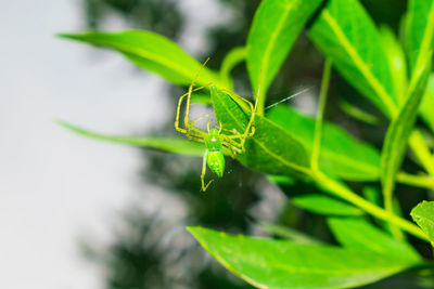 Close-up of insect on leaf