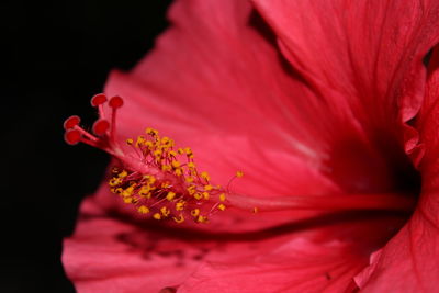 Close-up of pink flowers