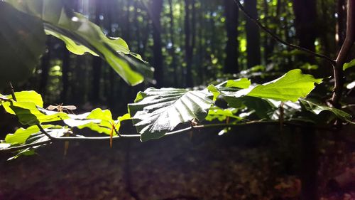 Close-up of leaves in sunlight