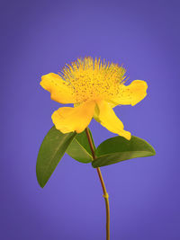 Close-up of yellow flower against blue background