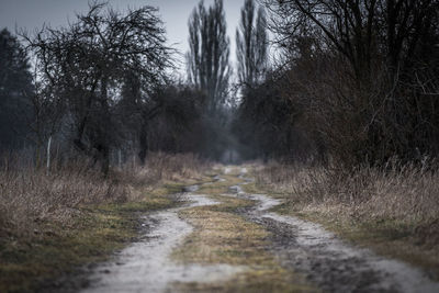 Road amidst bare trees in forest
