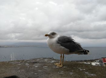 Seagull on beach