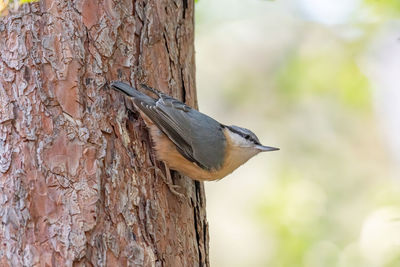 Close-up of bird perching on tree trunk