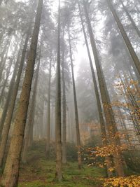 Trees in forest