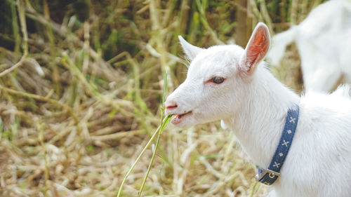 Sightseeing spots in miyakojima, a remote island in okinawa prefecture a baby goat eating leaves