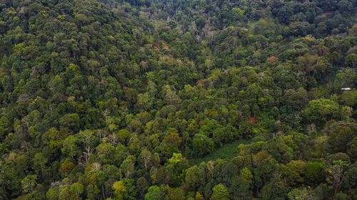 High angle view of trees in forest