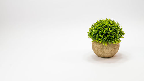 Close-up of cactus plant against white background