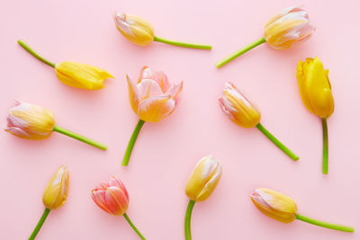 Close-up of yellow tulips