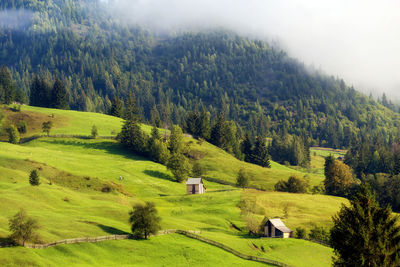 Scenic view of trees on field