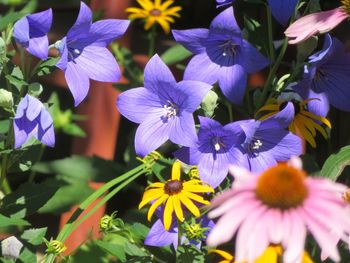 Close-up of purple flowering plants