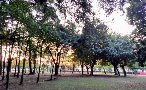 Trees in park