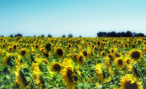 Scenic view of field against clear sky
