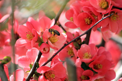 Close-up of pink cherry blossoms