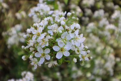 Close-up of white flowering plant