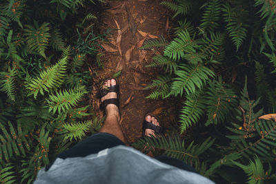 Low section of man standing amidst plants