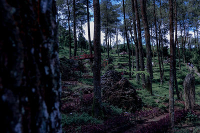 Trees in forest