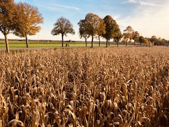 Crops growing on field against sky