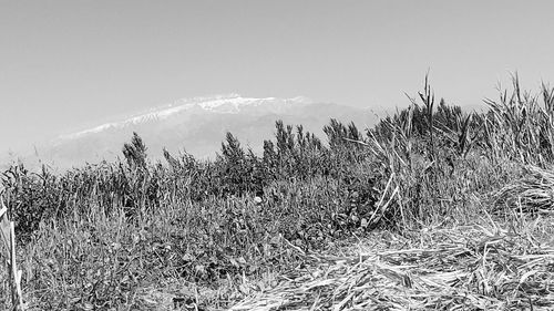 Plants growing on land against sky