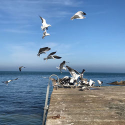 Seagulls flying over sea against sky