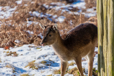 Close-up of deer on snow land