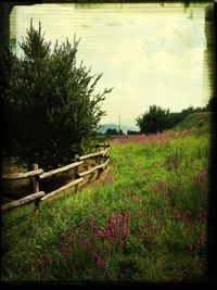 Trees on grassy field