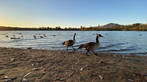 Flock of birds on lakeshore