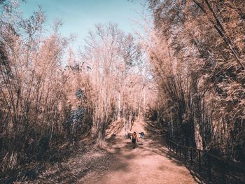 Full length of man on road amidst trees in forest