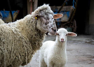 Portrait of a sheep