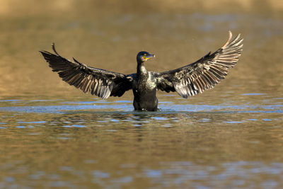 Cormorant drying wings, the drava river