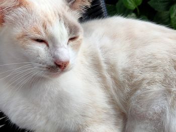Close-up of cat sleeping