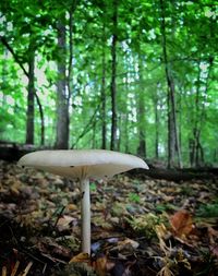 Mushroom growing on field