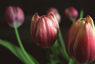 Close-up of pink tulips