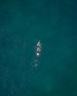 High angle view of jellyfish swimming in sea