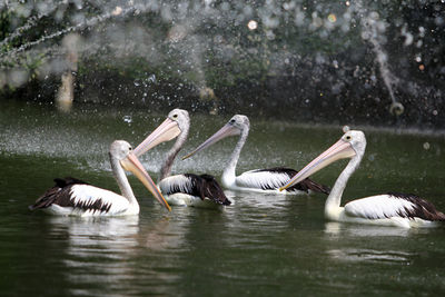 Pelicans swimming on fountain