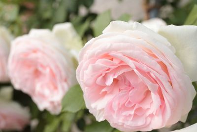 Close-up of pink rose